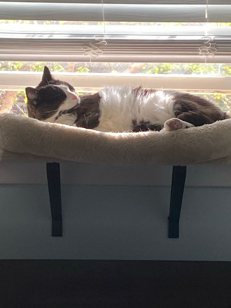 A tuxedo cat named Mulder basking in the sun on a window seat