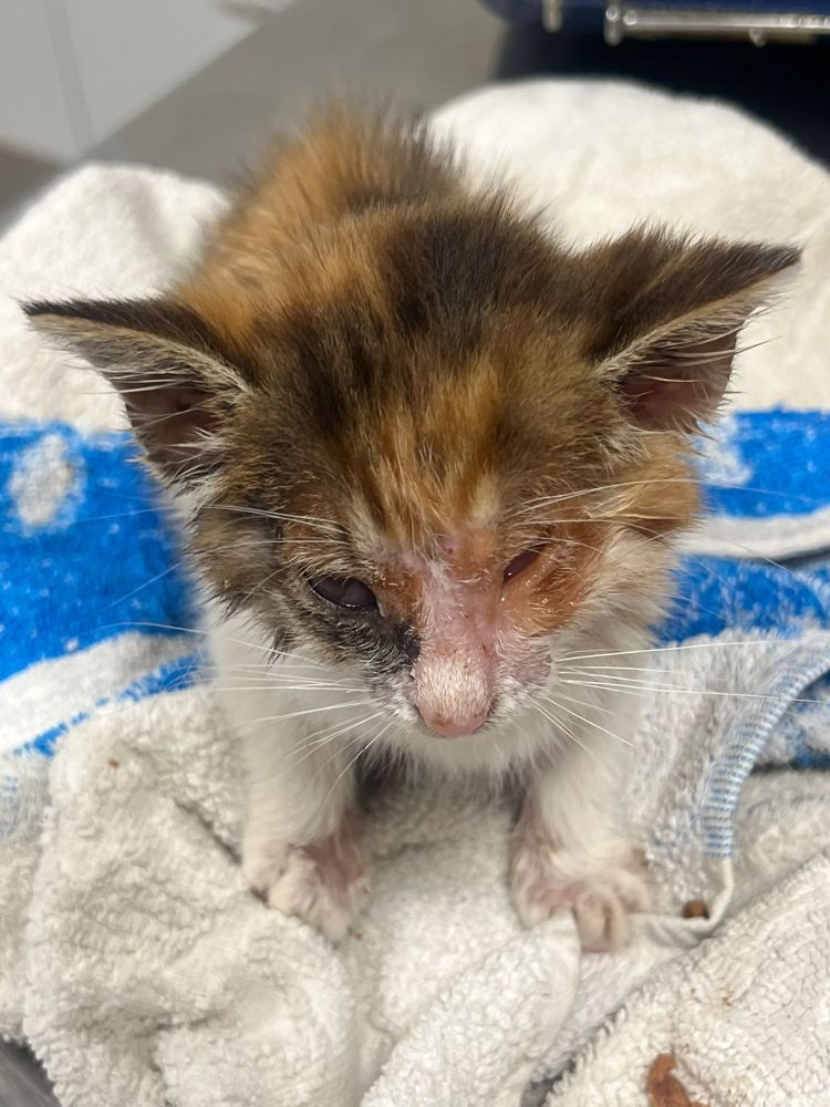 Foto de Hana con los ojitos abiertos, es la gatita que se ha quedado ciega por la infección. 