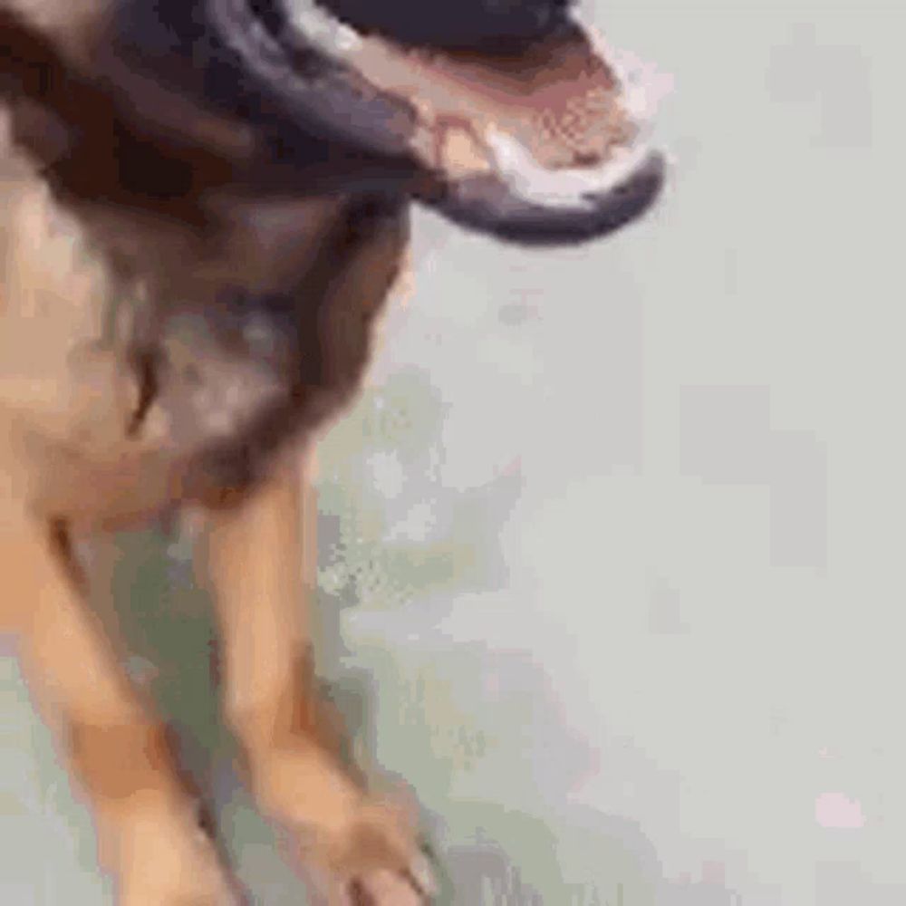 a close up of a german shepherd dog with its mouth open and its tongue out .