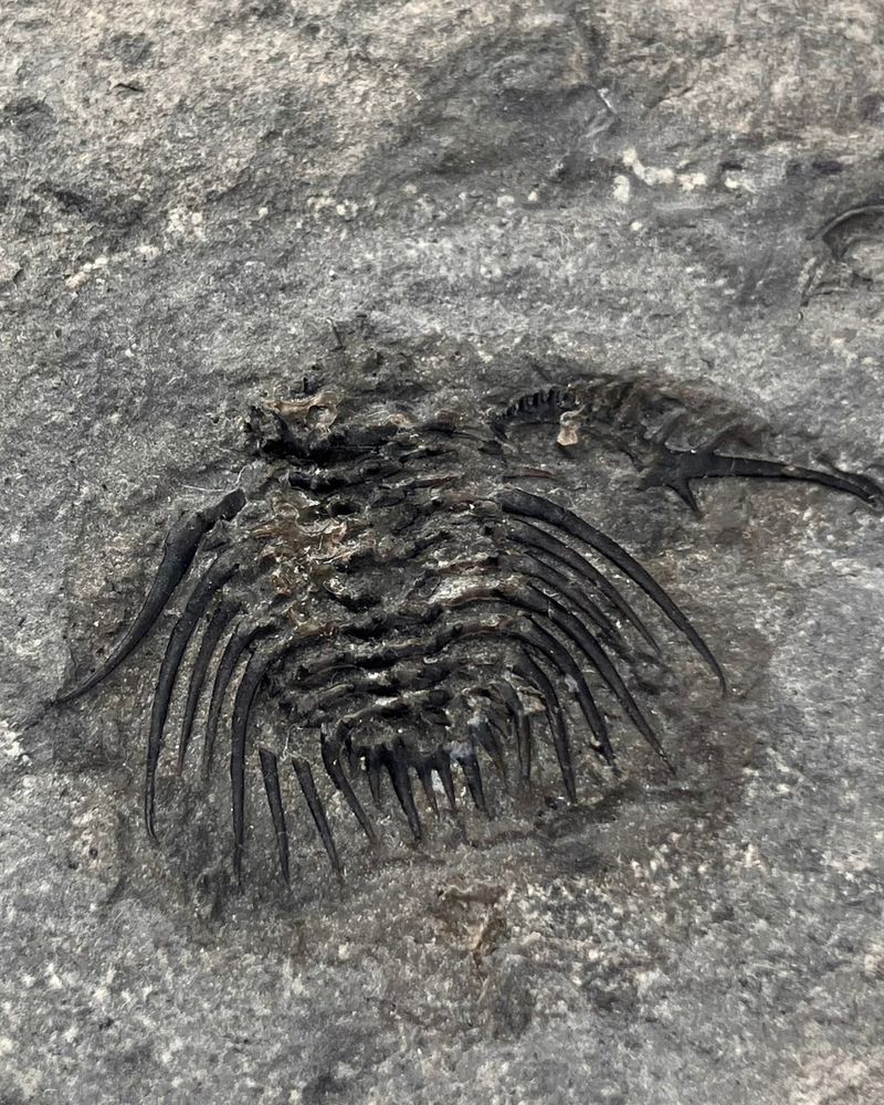 Photo of Odontopleura Callicera 