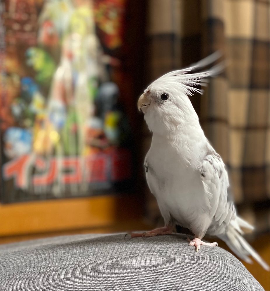 鳥グッズを背景にキメるオカメインコ