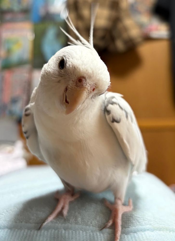 機嫌良く歌ってるオカメの眼前でスマホを構えている飼い主を想像してくれたまえ、という写真