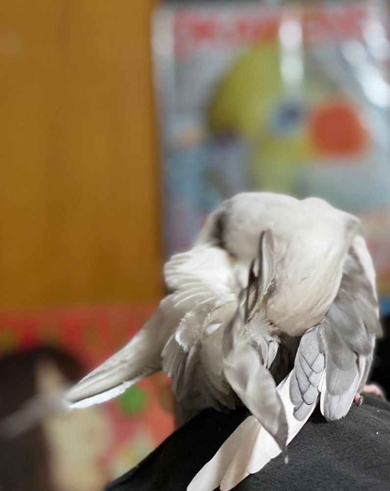 羽繕いをしているオカメインコの写真。背景もオカメインコグッズ。