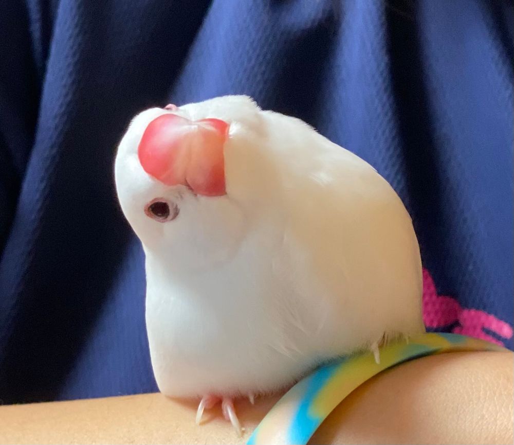 おもちなような文鳥の写真
しかし性格はなかなか強い