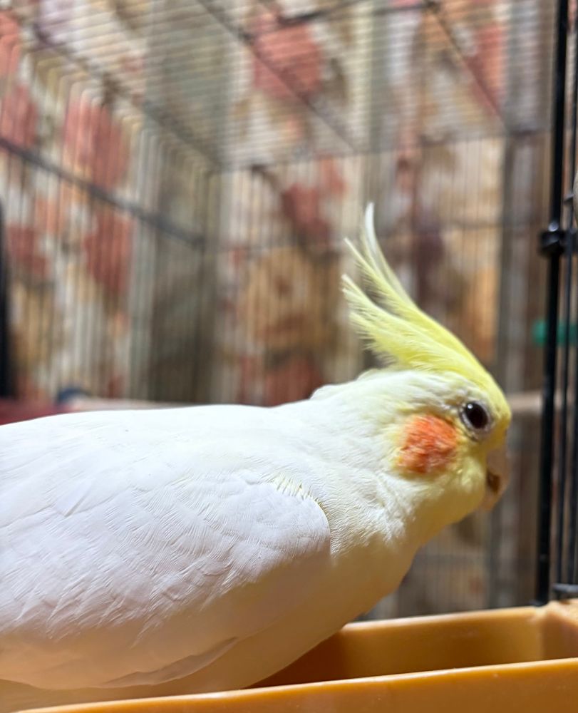 ダーリン以外のニンゲン絶対許さないピヨ、という顔のオカメインコ