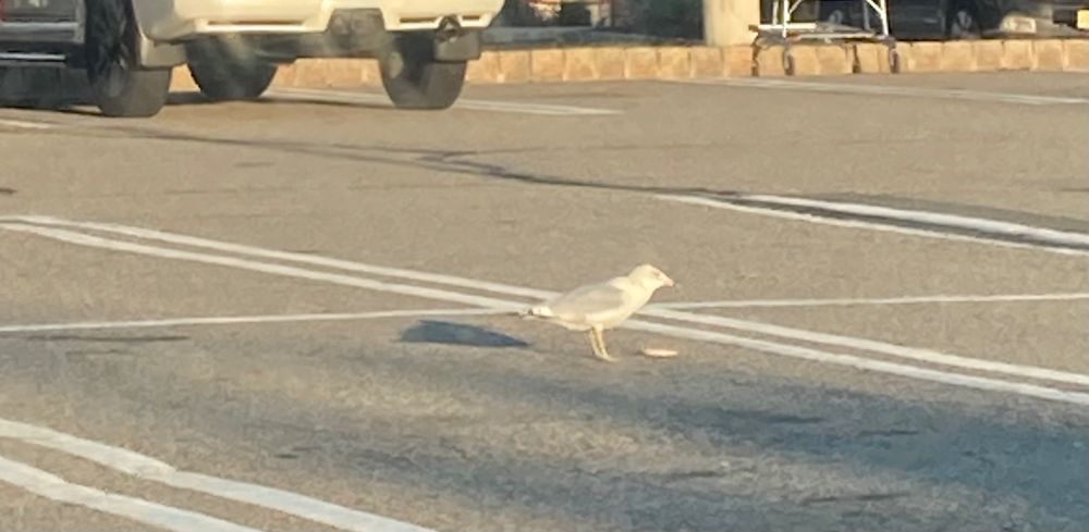 A bird in a parking lot who just found a fry that someone dropped.
