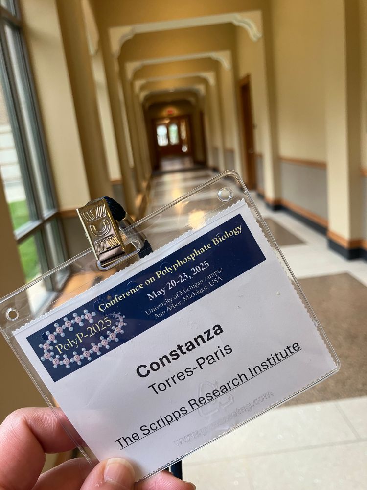 In the center, there is a badge of the 2025 polyphosphate in biology conference. It has the dates of the conference (May 20-23, 2025), a logo showing the phosphate groups of polyphosphate and the name and affiliation of the attendee (Constanza Torres-Paris, the Scripps Research Institute). The back ground is the hallway of the North Quad at the Univerity of Michigan.