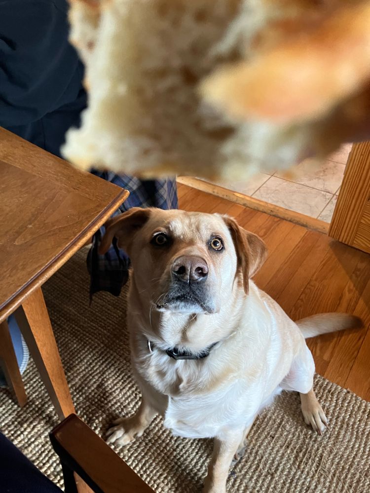 Roger sitting and staring at bread