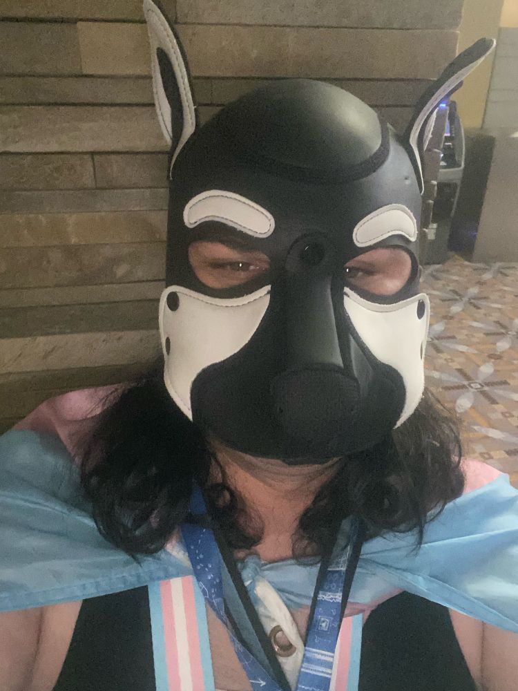 A girl in a trans harness with a trans flag and a pup hood