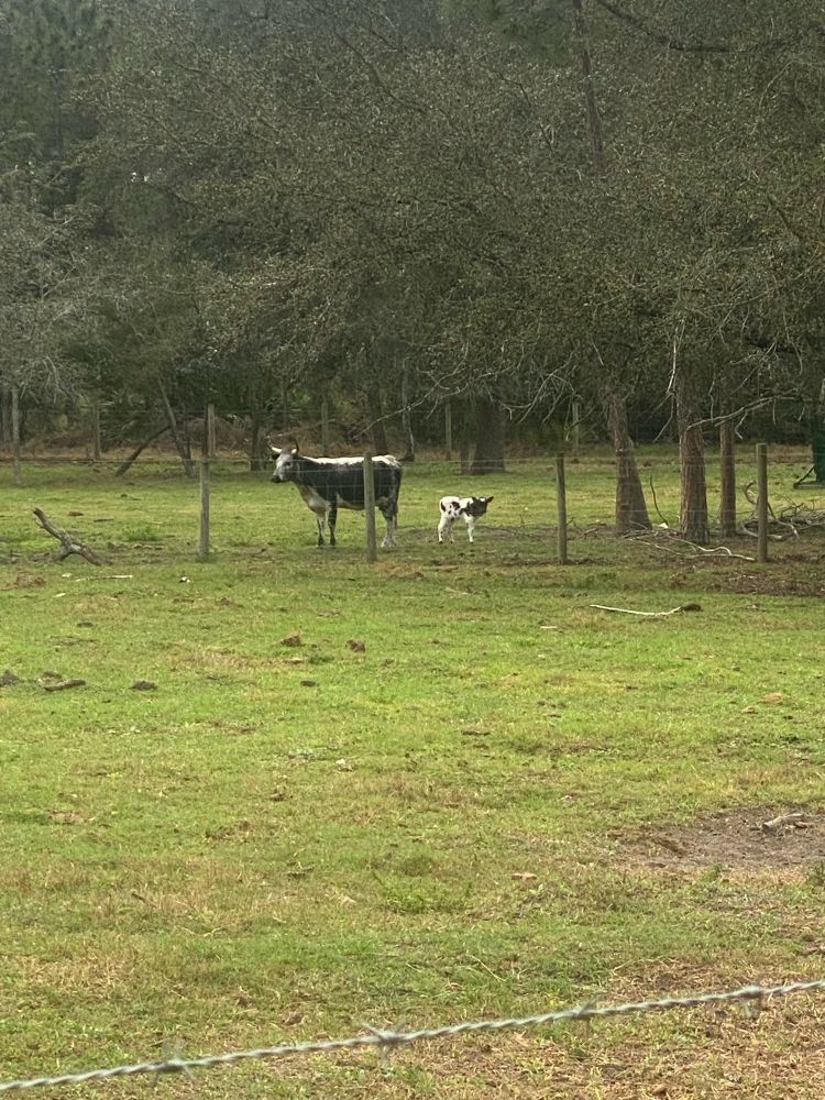 A cow with a 4 day old calf