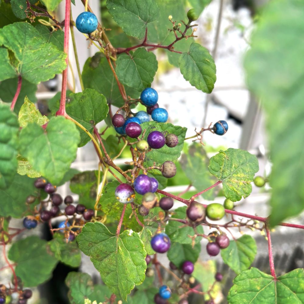 検索したところノブドウの実