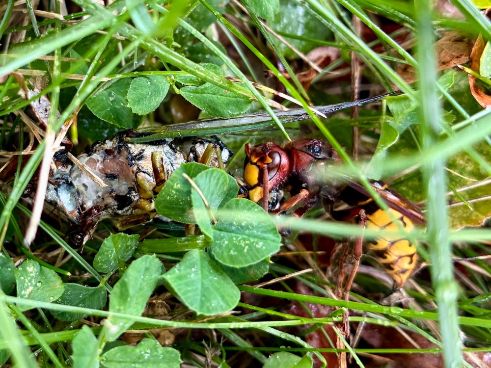 European hornet and a cicada with its face eaten off 