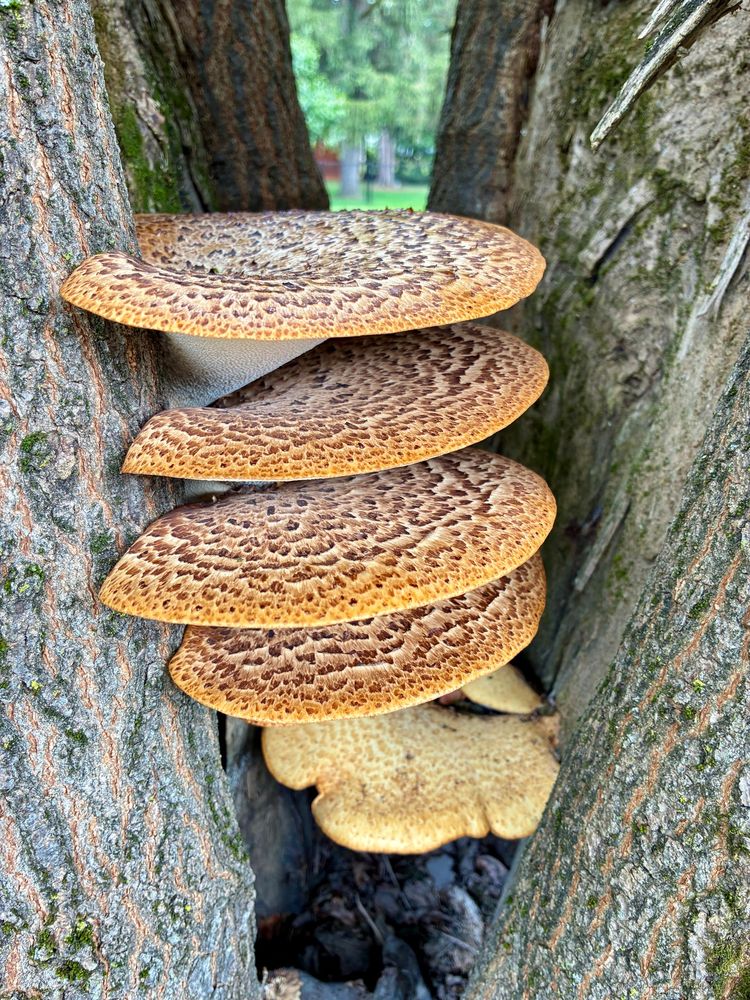 Pheasants back mushrooms 
