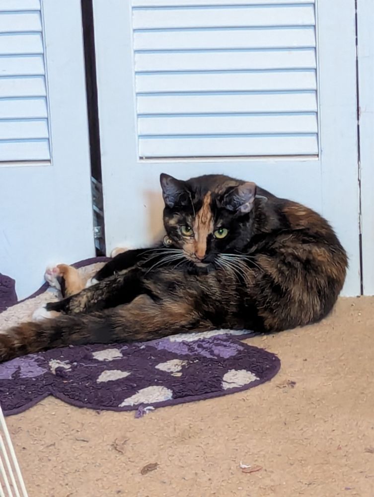 Tortoiseshell cat curled on a purple rug, looking toward the camera.
