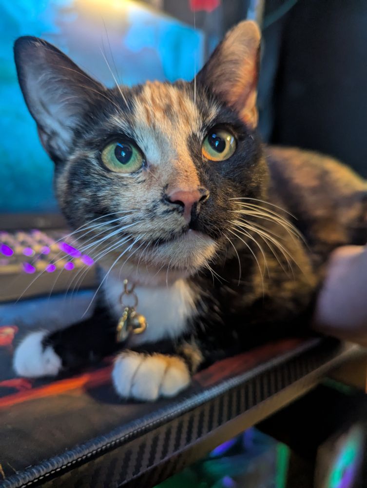 Saint Soup, a tortie cat.