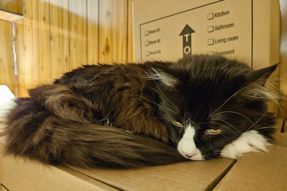 A longhaired brown-and-white cat looking bedraggled and upset, trying to sleep on top of a stack of boxes