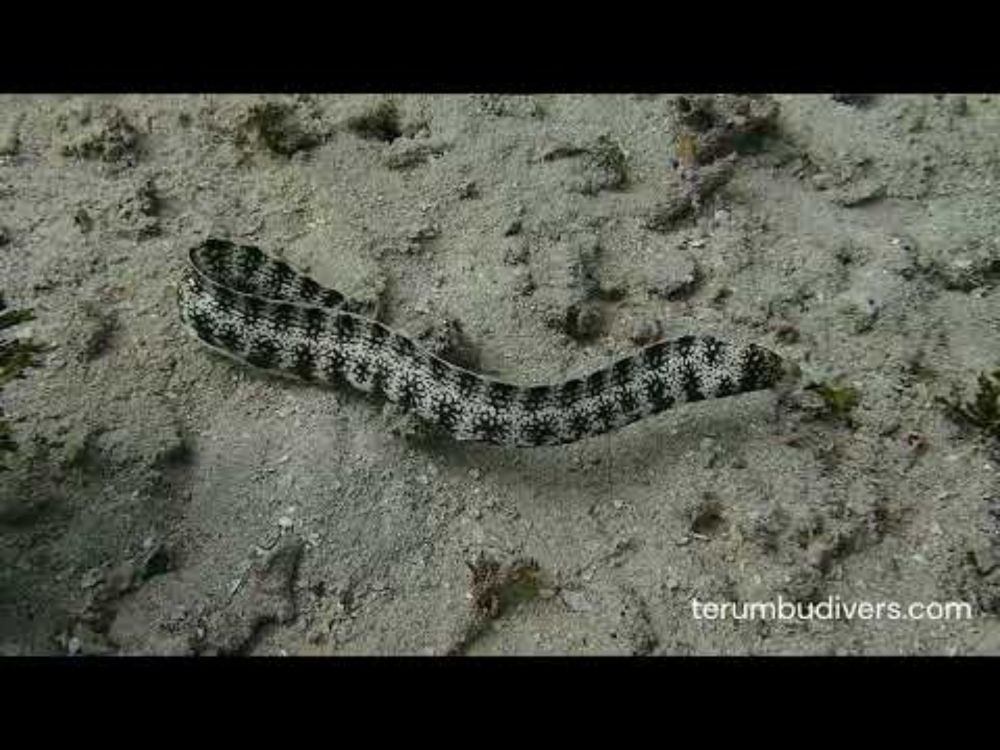 Scuba dive in Gili islands - Lombok