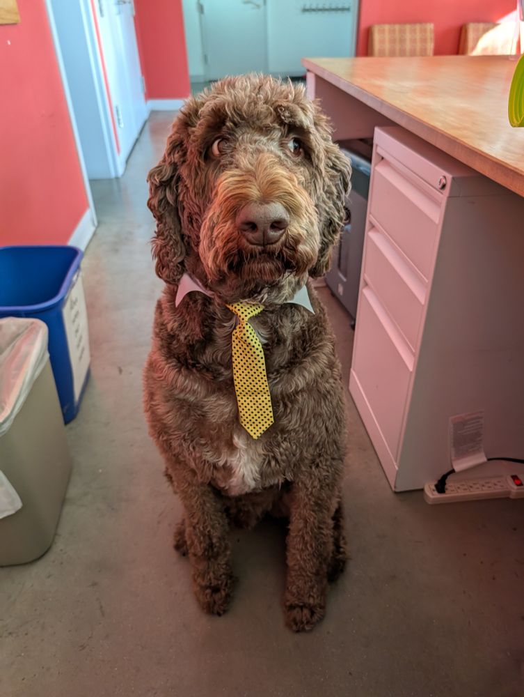 business dog
