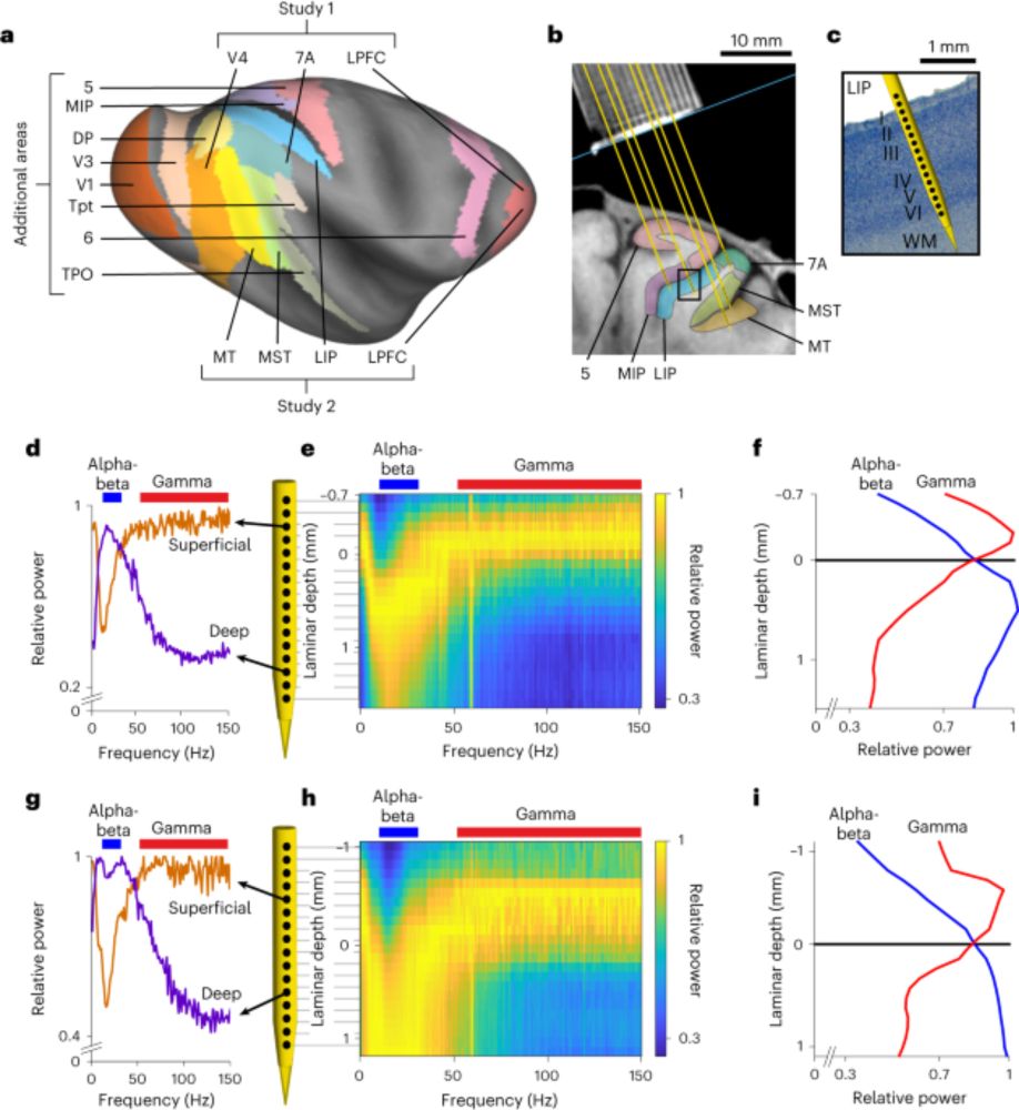 A ubiquitous spectrolaminar motif of local field potential power across the primate cortex - Nature Neuroscience