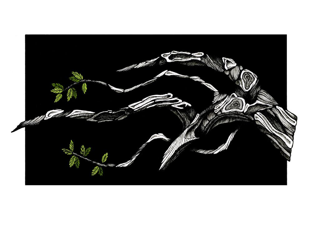 A stylised ink drawing of a gnarly old olive branch against a black background. The branch has sprouted two new stems and a few green leaves. 