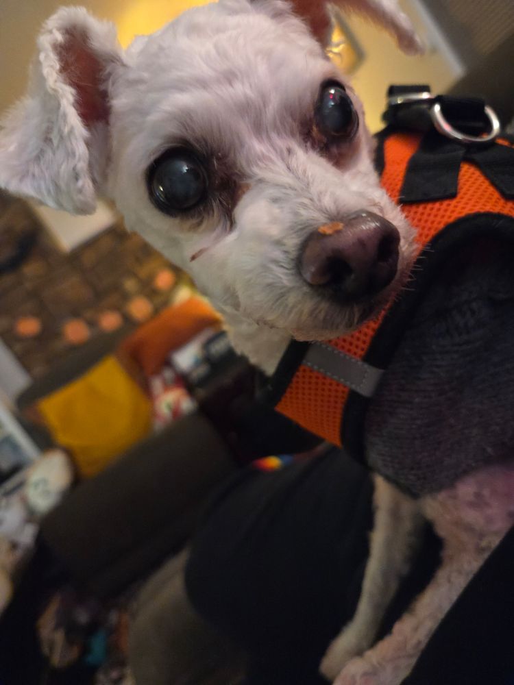 Close-up of a small white poodle with closely shaved hair wearing a sweater and bright orange harness. 