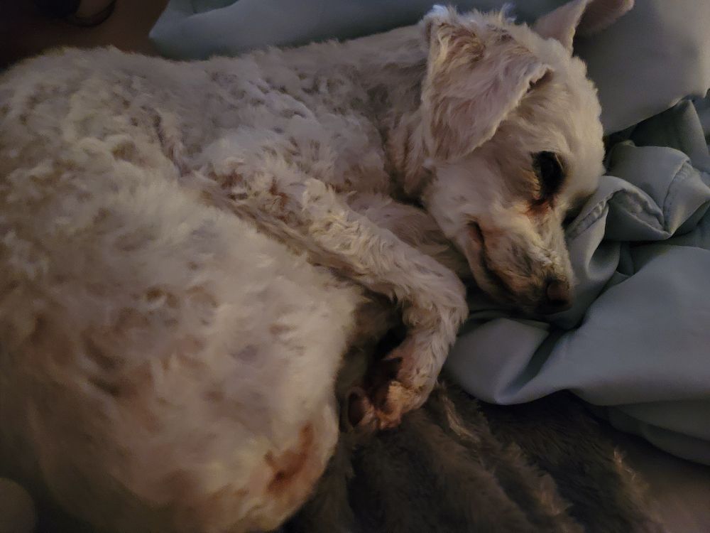 Small white poodle curled up in a ball and lying in bed.