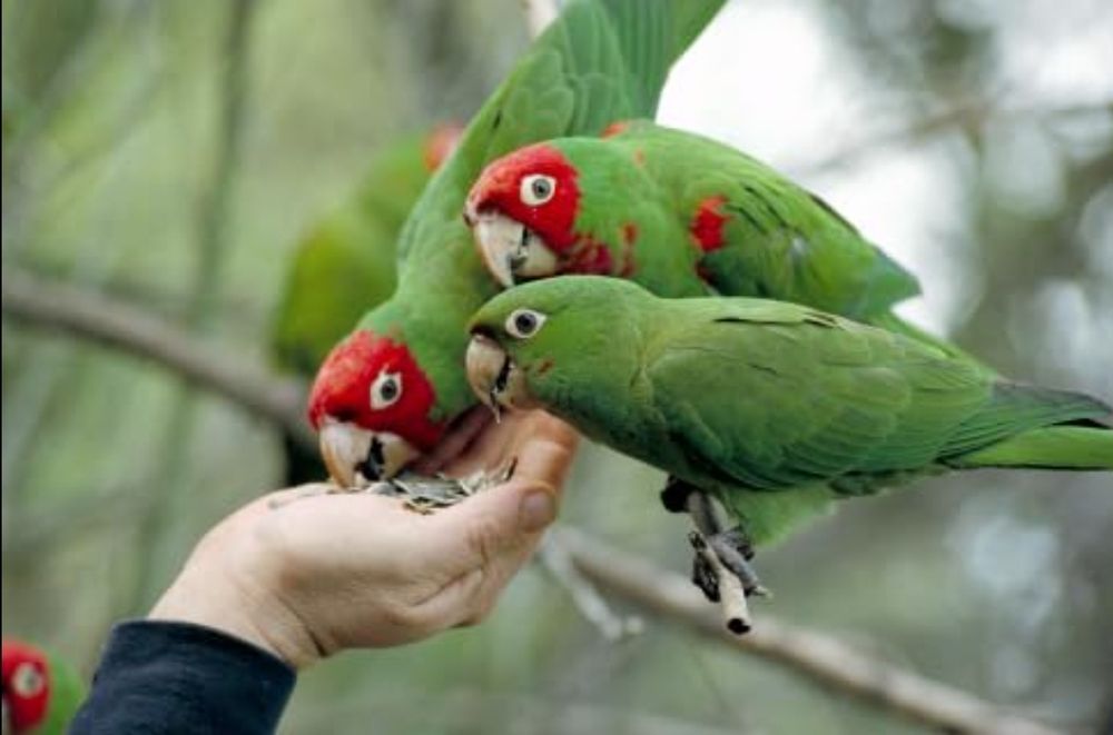 Three green and red parrots sitting on a branch and eating seeds directly from someone's hand.