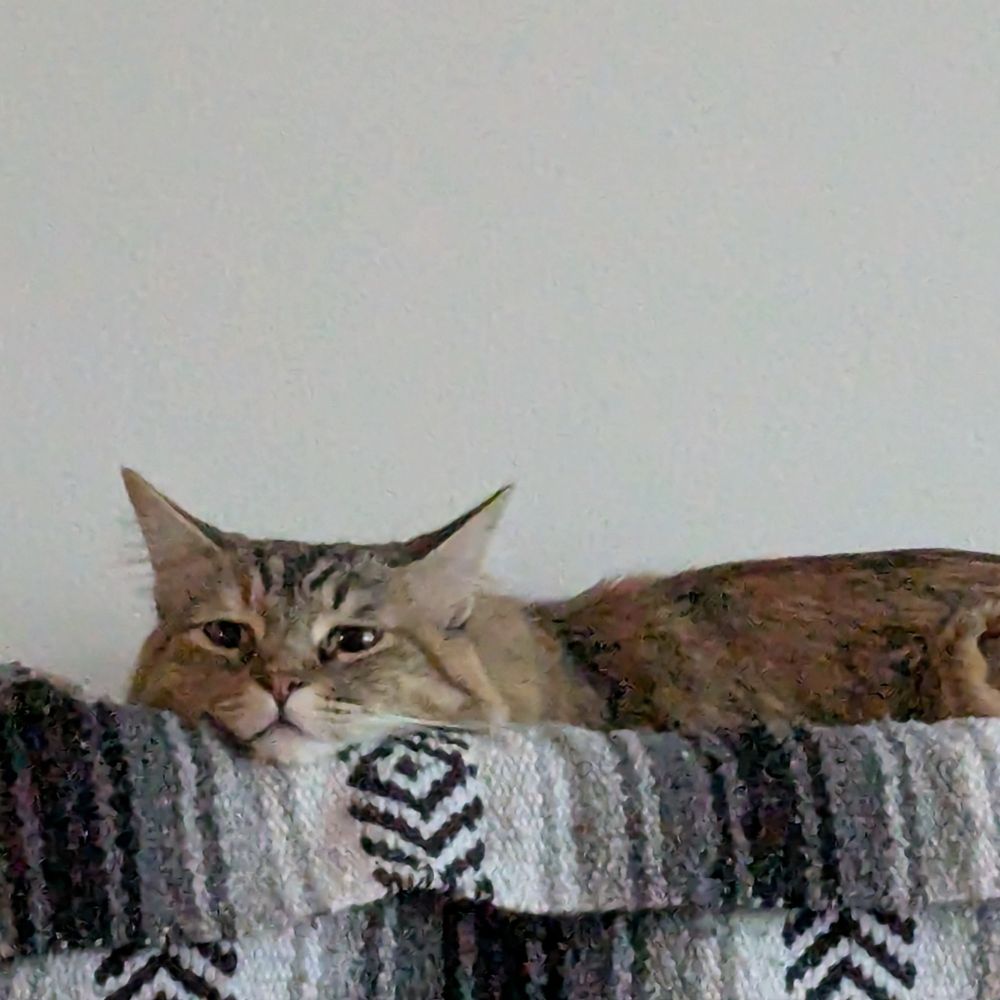A tawny cat with a sharp face makes an expression of lazy disappointment as they sploot on an old woven blanket.