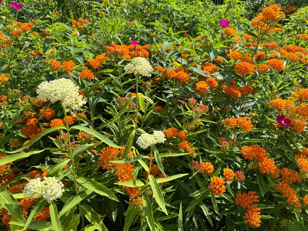 Orange butterflyweed and white swamp milkweed in bloom