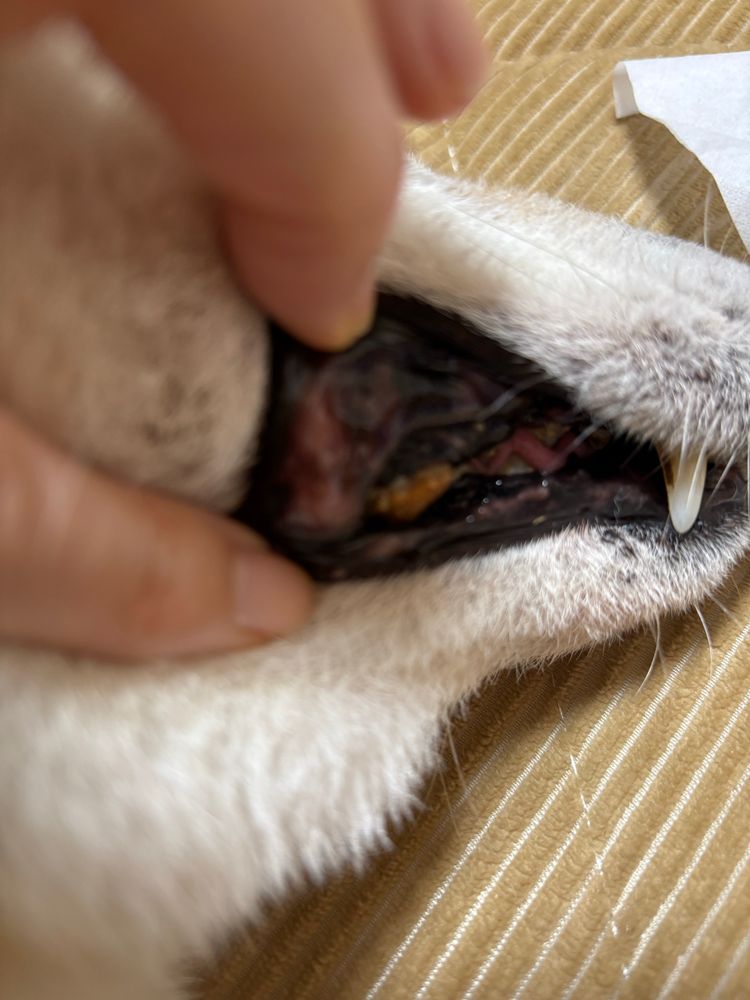 歯石ビッチリの歯