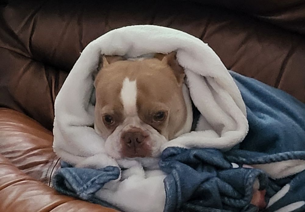 Boston terrier in a blanket