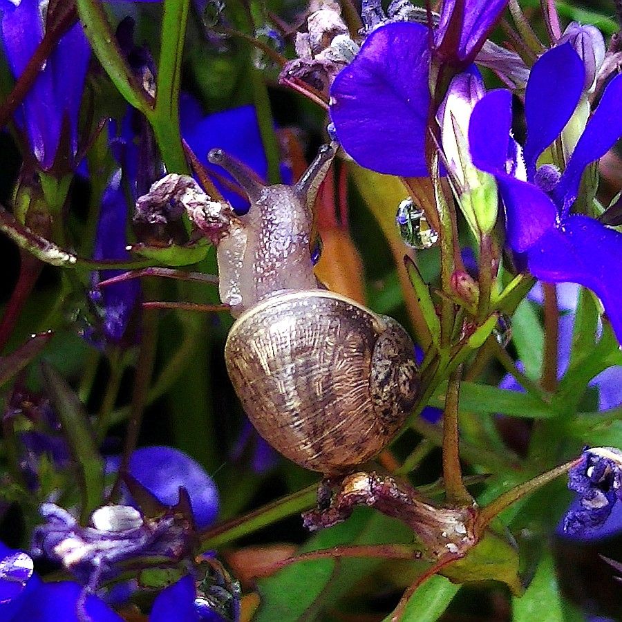 Een segrijnslak, met een bruin gevlekt huisje, tussen de blauwe bloemen van de lobelia.  

A garden snail, with a brown spotted shell, among the blue flowers of the lobelia.