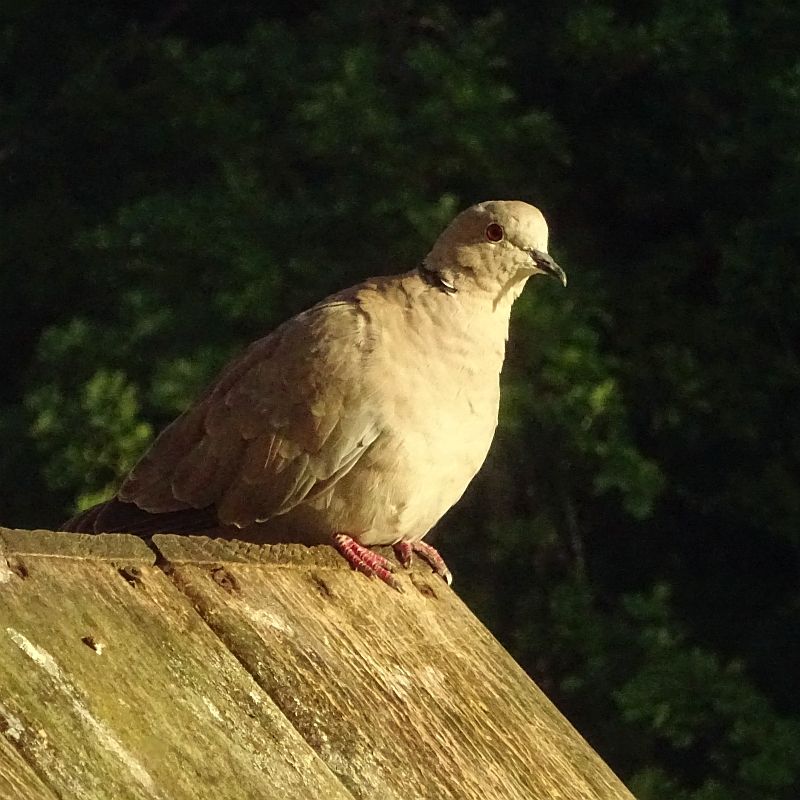Turkse Tortel in de zon, zittend op het voederhuisje en kijkend naar rechts. Op de achtergrond de donkere bomen van het park.

Collared Dove in the sun, sitting on the bird feeder and looking to the right. In the background the dark trees of the park.