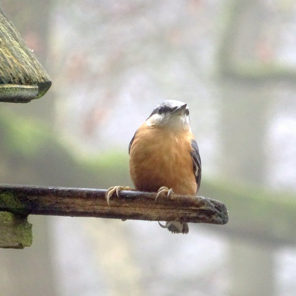 Een boomklever op het zitstokje van het vogelvoederhuisje, kijkt ons bijna recht aan. De achtergrond is mistig. 

A nuthatch on the perch of the bird feeder looks almost straight at us. The background is misty.