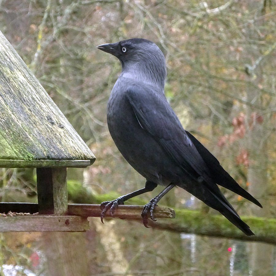 Een kauwtje zit op het zitstokje van het vogelvoederhuisje en kijkt, ogenschijnlijk, verontwaardigd om zich heen. 

A jackdaw sits on the perch of the bird feeder and looks around with apparent indignation.