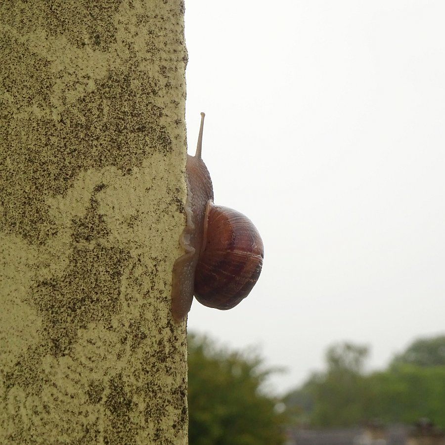 Een segrijnslak kruipt over een betonnen pilaar van het balkon, je ziet waar hij de groene aanslag al heeft weg gegeten.  

A garden snail crawls over a concrete pillar of the balcony, you can see where it has already eaten away the green deposits.
