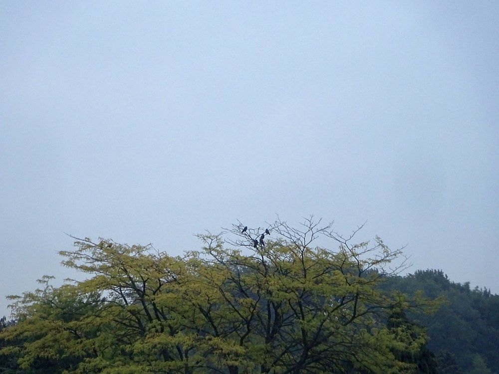 Grijze lucht boven de boomkruin van de gleditsia, waar een paar kauwtjes zitten. 

Gray sky above the canopy of the gleditsia tree, where a few jackdaws are sitting.