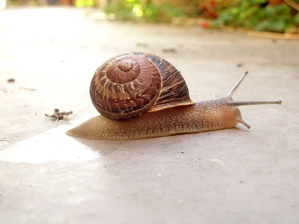 De slak kruipt nu naar rechts en nu zien we hem dus van opzij. 

The snail now crawls to the right and now we see it from the side.