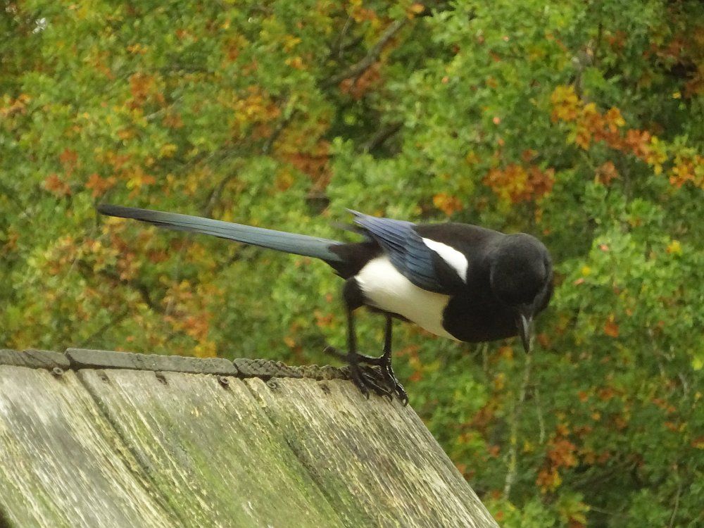De ekster besluit om naar beneden te springen en heeft zijn actie ingezet, maar raakt met zijn poten nog net het huisje.

The magpie decides to jump down and starts its action, but just touches the house with its feet.