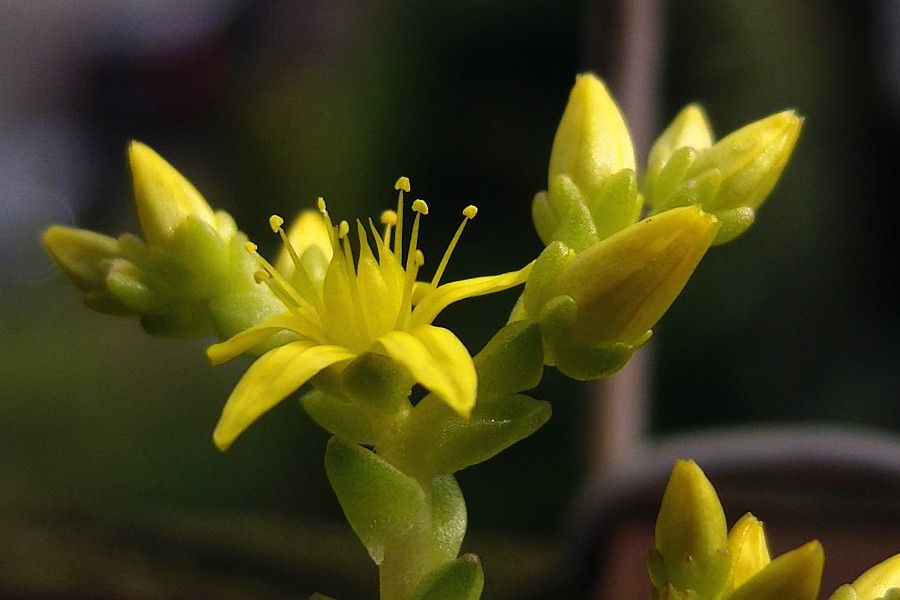 Close up van de gele bloem en bloemknoppen van de muurpeper, tegen een donkere achtergrond.

Close-up of the yellow flower and flower buds of the stonecrop, against a dark background.