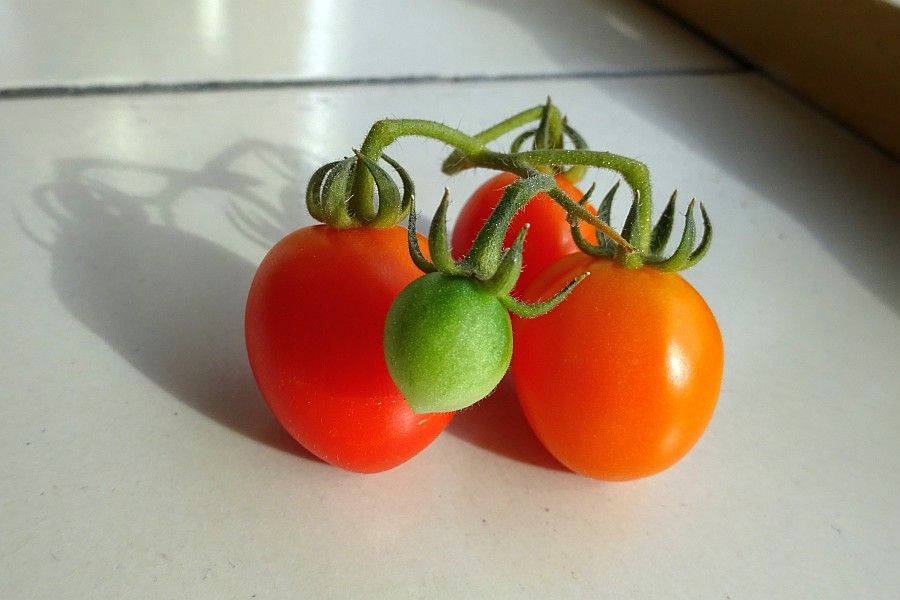 Een trosje zelfgekweekte tomaten op de vensterbank. 

A bunch of home-grown tomatoes on the windowsill.