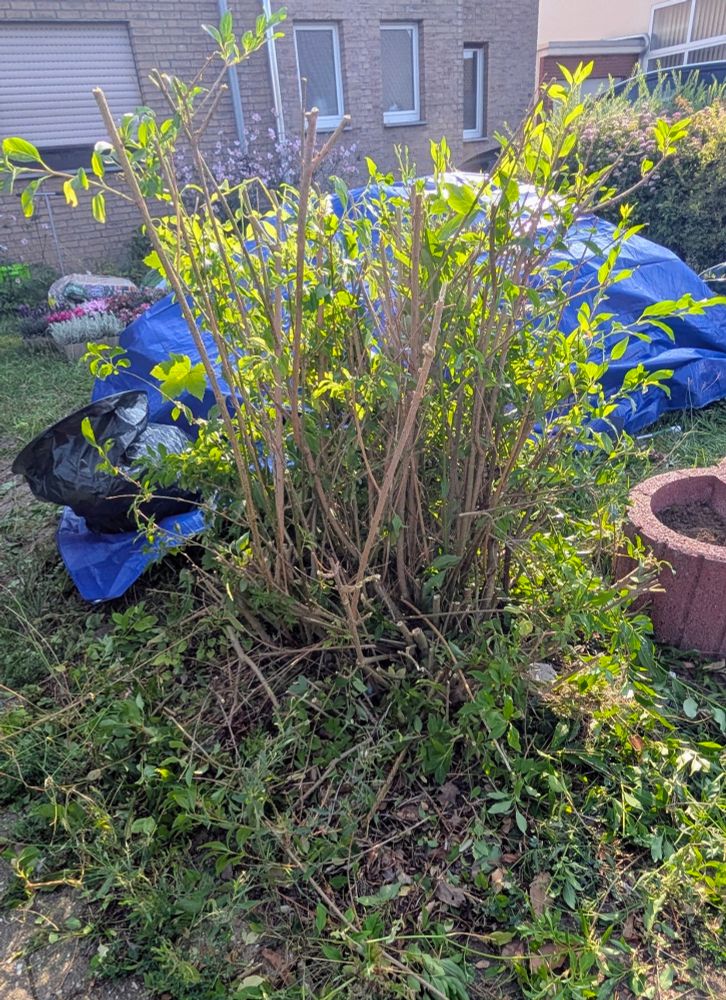 Das Bild zeigt einen stark beschnittenen Strauch im Garten mit herumliegendem Schnittgut.


Das Foto zeigt einen Gartenbereich im Freien an einem sonnigen Tag. Im Mittelpunkt steht ein stark zurückgeschnittener Strauch mit vielen dünnen, braunen Ästen und einigen wenigen neuen, grünen Blättern. Der Strauch wurde offensichtlich kürzlich beschnitten, da um ihn herum viele abgeschnittene Zweige und Blätter liegen.  Der Boden ist mit Gras und weiteren Grünabfällen bedeckt. Links im Bild liegt ein großer schwarzer Müllsack auf einer blauen Plane. Rechts daneben befindet sich ein rötlich-brauner, halbrund geformter Blumenkübel. Im Hintergrund ist ein Teil eines Backsteinhauses mit Fenstern zu sehen.  Die Atmosphäre ist eher unspektakulär und zeigt eine alltägliche Gartenarbeitssituation. Die Stimmung ist neutral, weder besonders positiv noch negativ. Das Bild wirkt eher dokumentarisch als künstlerisch.
