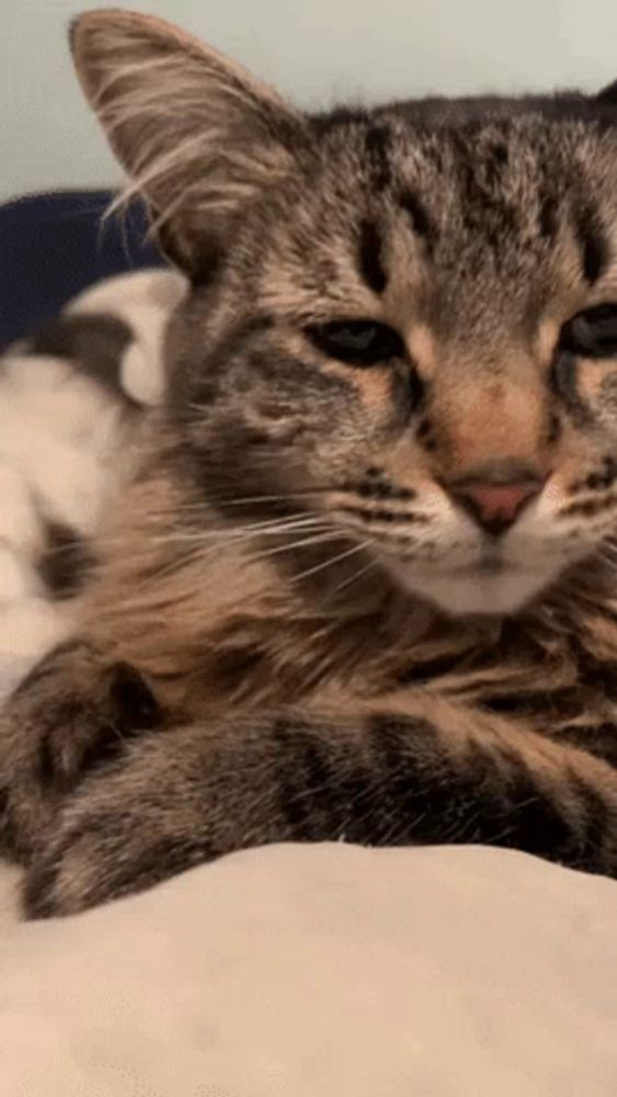 a cat is laying down on a bed and looking at the camera