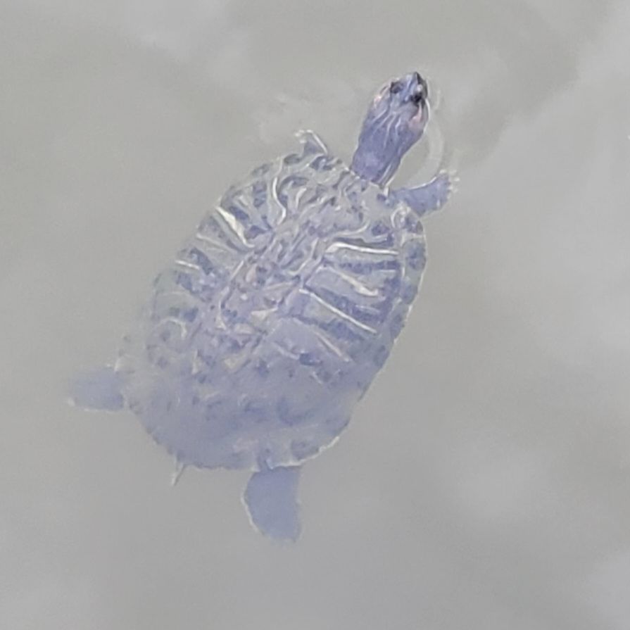 A turtle swimming 