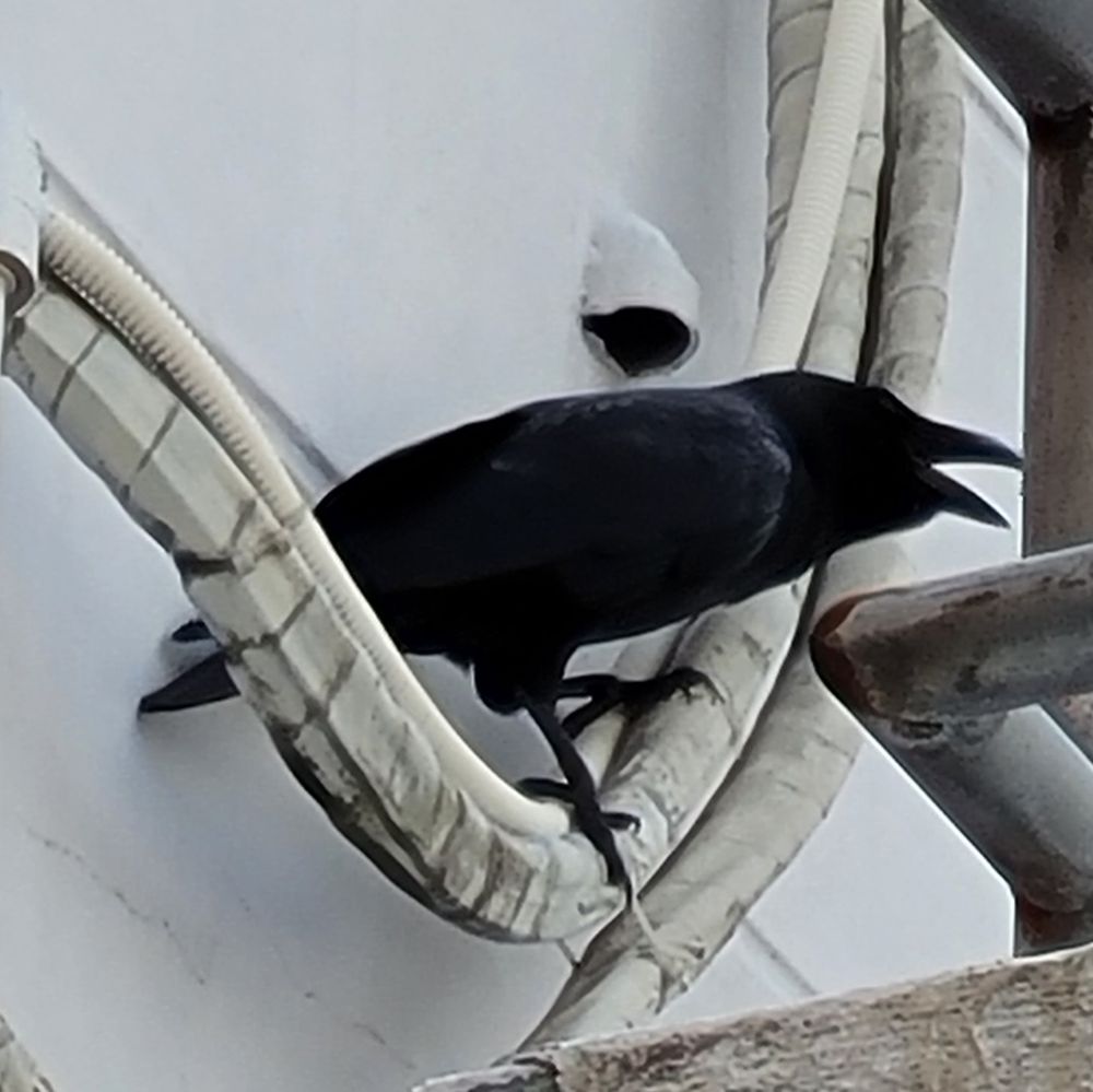 Crow on a hose beside a railing, leaning forward with its mouth open. 