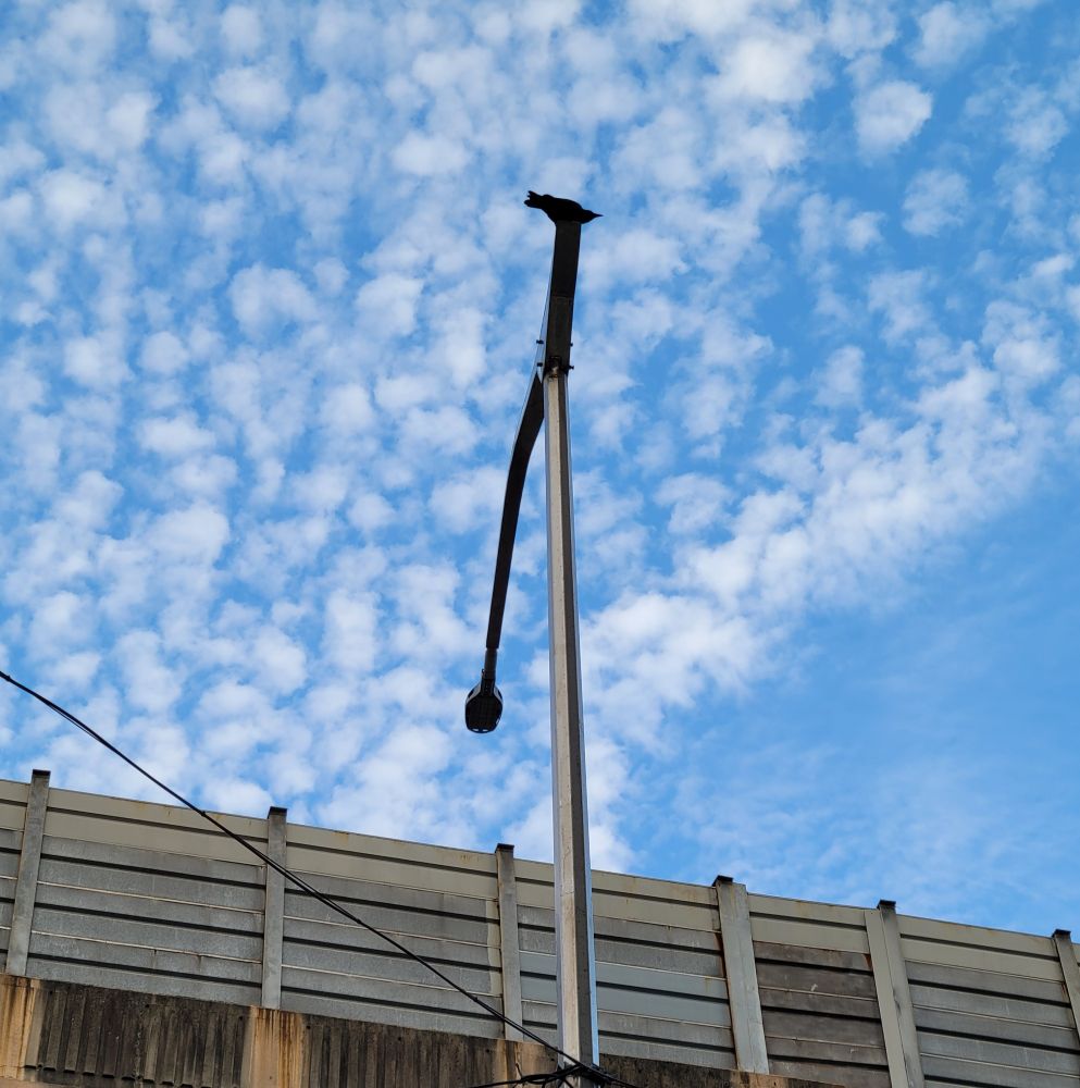 A lamp post with a crow on top and a blue slightly cloudy sky behind. 