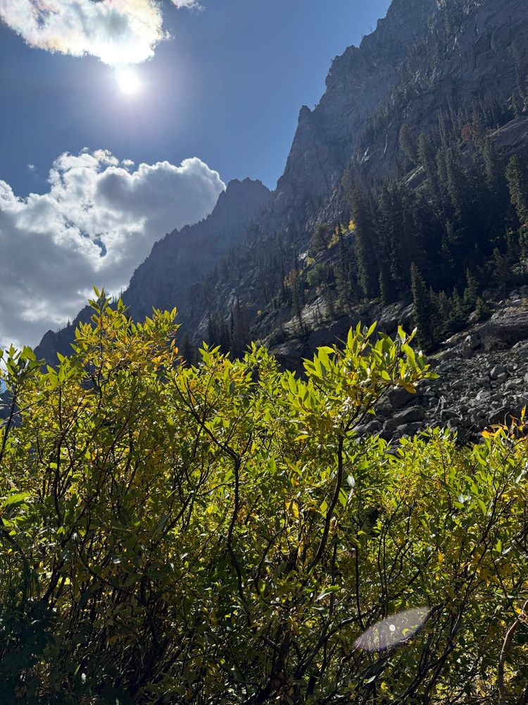 Brightly colored leaves in front of a mountain face, with blue sky and white clouds, with sunshine glowing through 