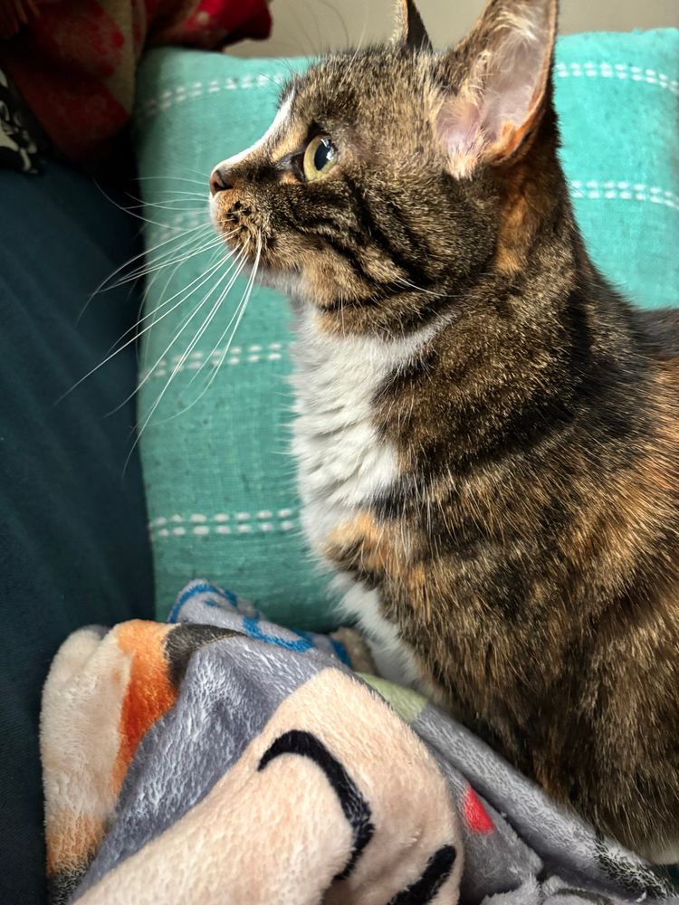 Lucy side profile- her green eyes are wide and she’s looking for birds that she can hear outside. She’s standing on her favorite fleece blanket. Her orange highlights are shining. Her whiskers are majestic. I love her so much!! 