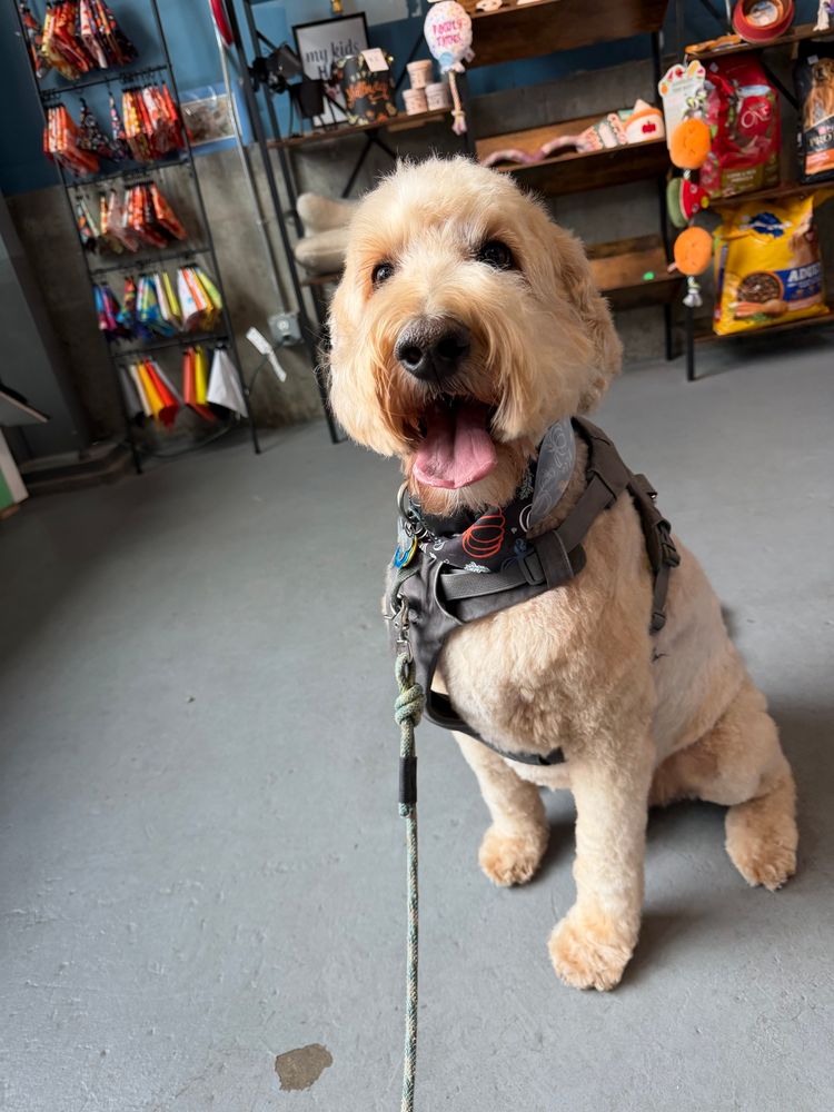 Alki, a goldendoodle, looking very happy after his haircut 