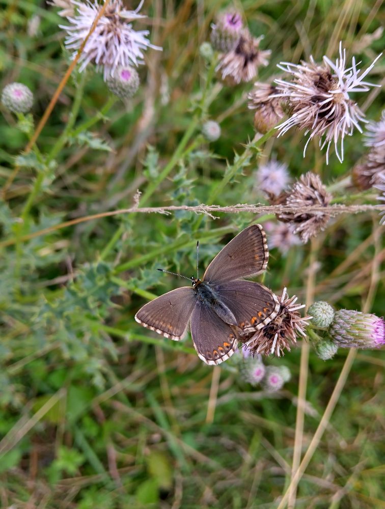 Chalk Hill Blue (female)